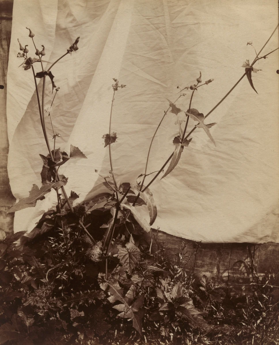 Chardons by Eugène Atget, photograph, 1900