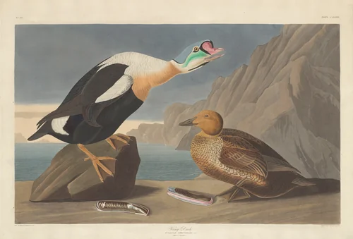 King Duck by Robert Havell, Jr.; John James Audubon, print, 1835