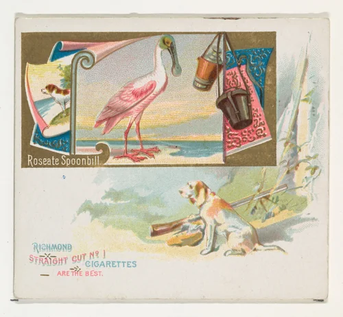 Roseate Spoonbill, from the Game Birds series (N40) for Allen & Ginter Cigarettes by Allen & Ginter, print, 1888-1890
