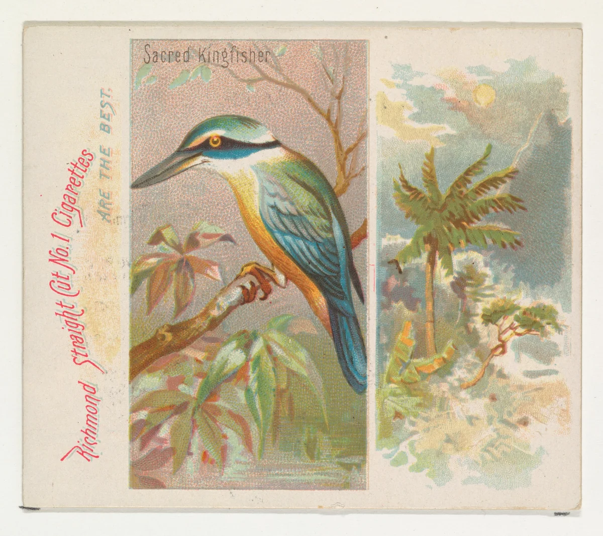 Sacred Kingfisher, from Birds of the Tropics series (N38) for Allen & Ginter Cigarettes by Allen & Ginter, print, 1889