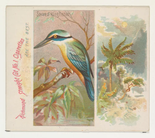 Sacred Kingfisher, from Birds of the Tropics series (N38) for Allen & Ginter Cigarettes by Allen & Ginter, print, 1889