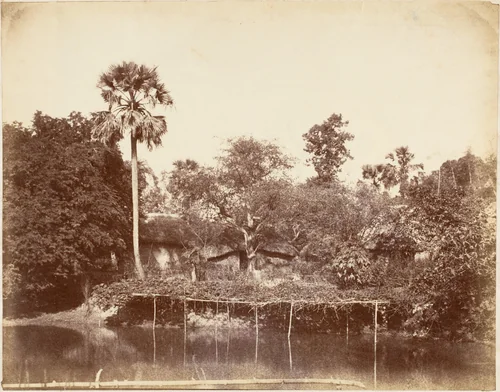 View in the Jungle, Bengal by R. B. Hill, photograph, 1850-1859