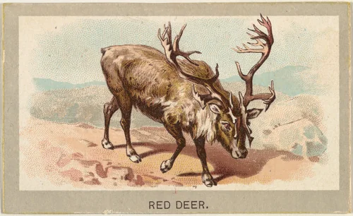 Red Deer, from the Animals of the World series (T180), issued by Abdul Cigarettes by Abdul Cigarettes, print, 1881
