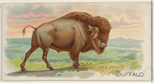 Buffalo, from the Quadrupeds series (N21) for Allen & Ginter Cigarettes by Allen & Ginter, print, 1890