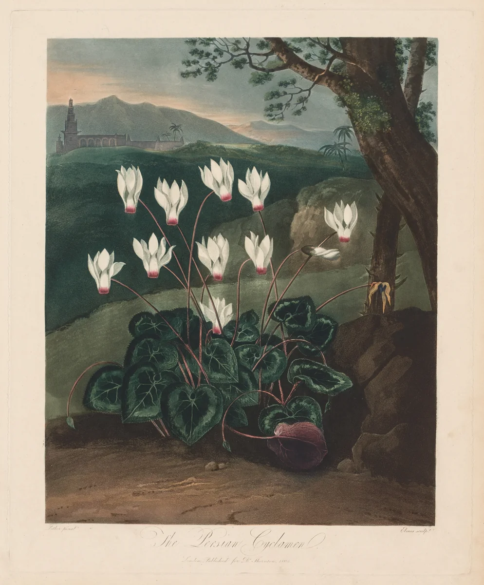 The Temple of Flora, or Garden of Nature: The Persian Cyclamen by Robert John Thornton, print, 1799-1807