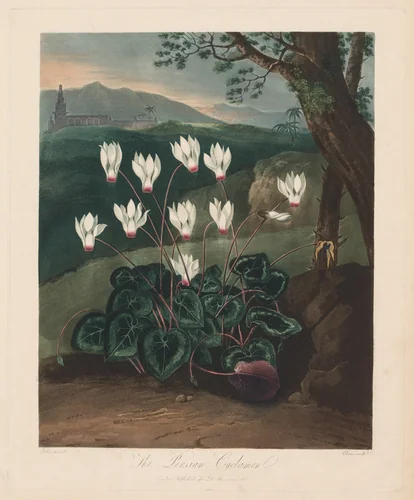 The Temple of Flora, or Garden of Nature: The Persian Cyclamen by Robert John Thornton, print, 1799-1807