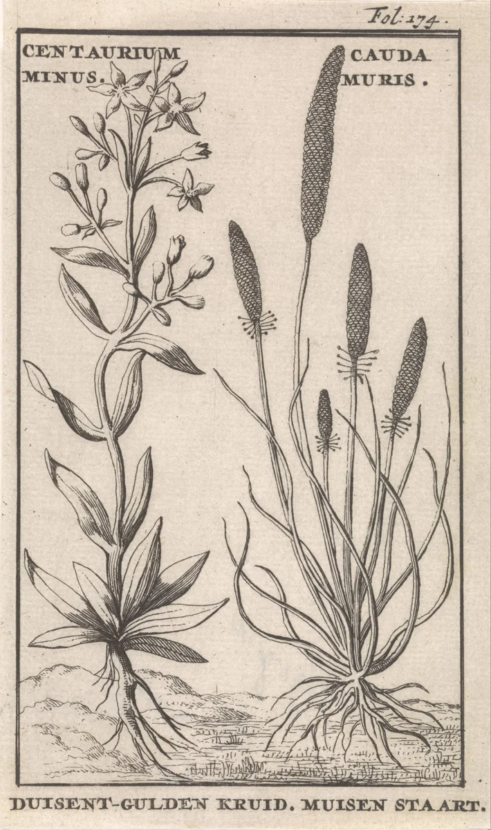 Duizendguldenkruid en muizenstaart by Caspar Luyken, print, 1698