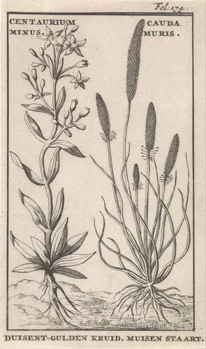 Duizendguldenkruid en muizenstaart by Caspar Luyken, print, 1698