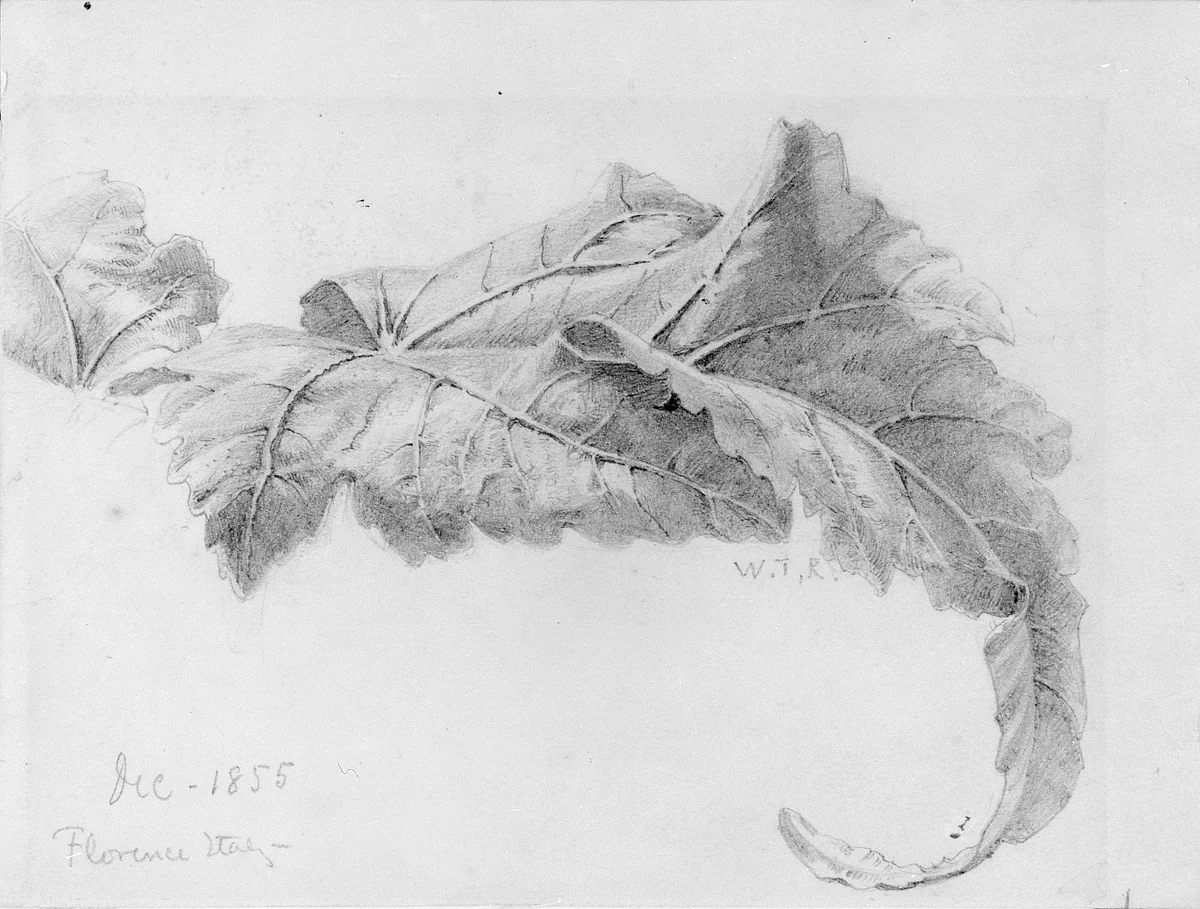 Leaves by William Trost Richards, artwork, 1855