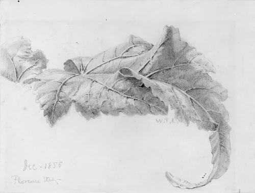 Leaves by William Trost Richards, artwork, 1855