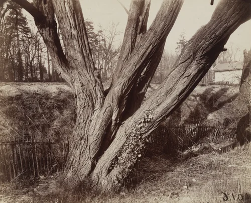 Saint-Cloud, Acacia by Eugène Atget, photograph, 1919