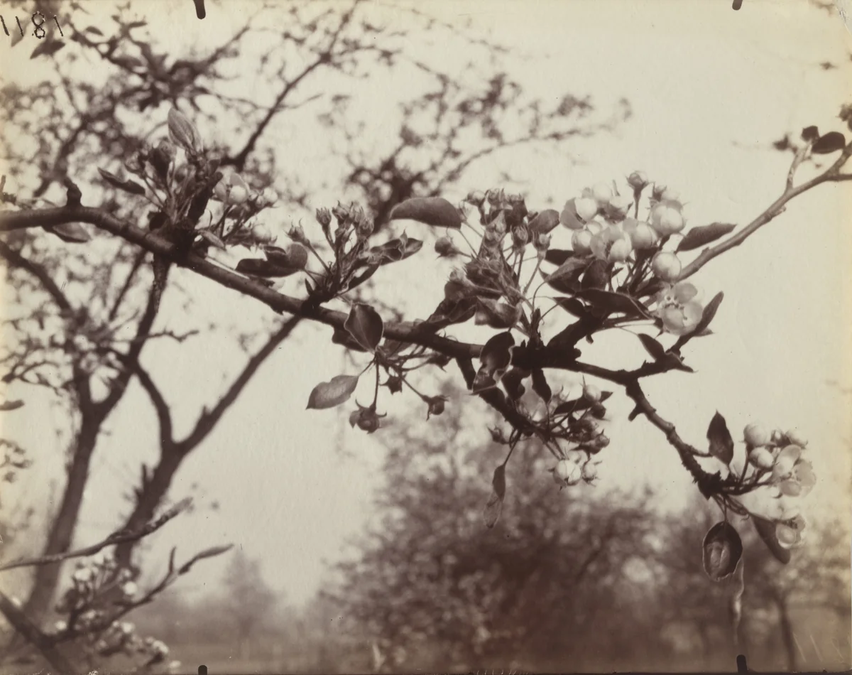 Poirier by Eugène Atget, photograph, 1922