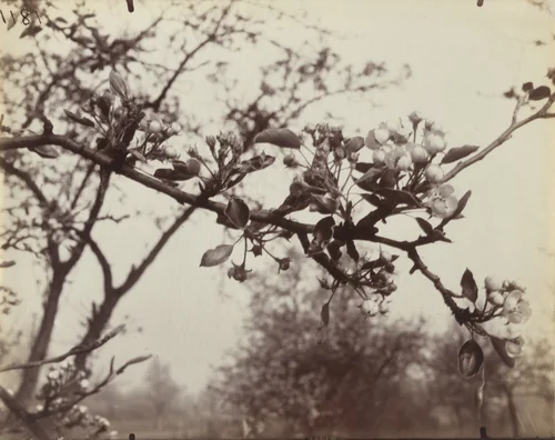 Poirier by Eugène Atget, photograph, 1922