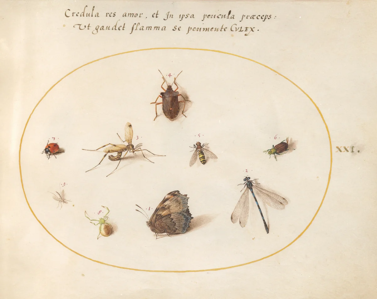 Plate 21: A Butterfly with a Dragonfly, a Ladybug, and Five other Insects by Joris Hoefnagel, drawing, 1570-1599