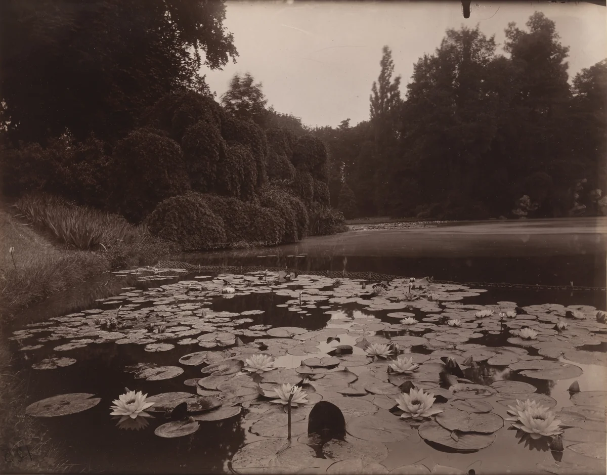 Bagatelle -- Nymphéa by Eugène Atget, photograph, 1925