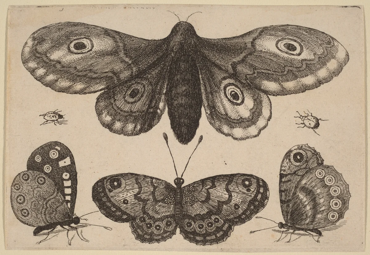 Moth, Three Butterflies, and Two Beetles by Wenceslaus Hollar, print, 1646