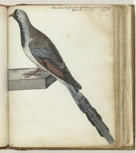Kaapse duif by Jan Brandes, drawing, 1787