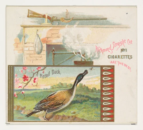 Pintail Duck, from the Game Birds series (N40) for Allen & Ginter Cigarettes by Allen & Ginter, print, 1888-1890