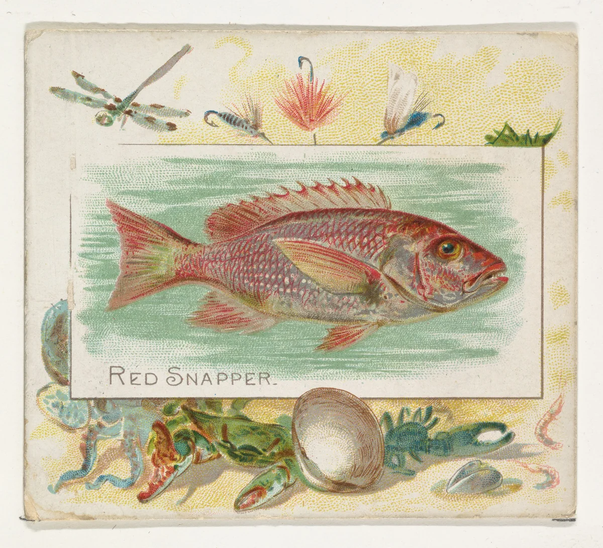 Red Snapper, from Fish from American Waters series (N39) for Allen & Ginter Cigarettes by Allen & Ginter, print, 1889