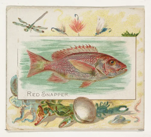 Red Snapper, from Fish from American Waters series (N39) for Allen & Ginter Cigarettes by Allen & Ginter, print, 1889