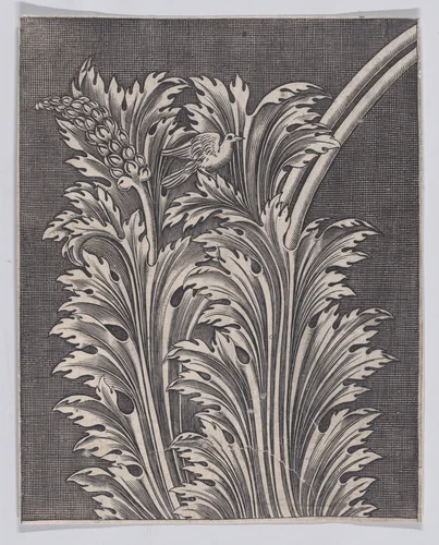 Acanthus Leaves by anonymous, print, 1514-1600