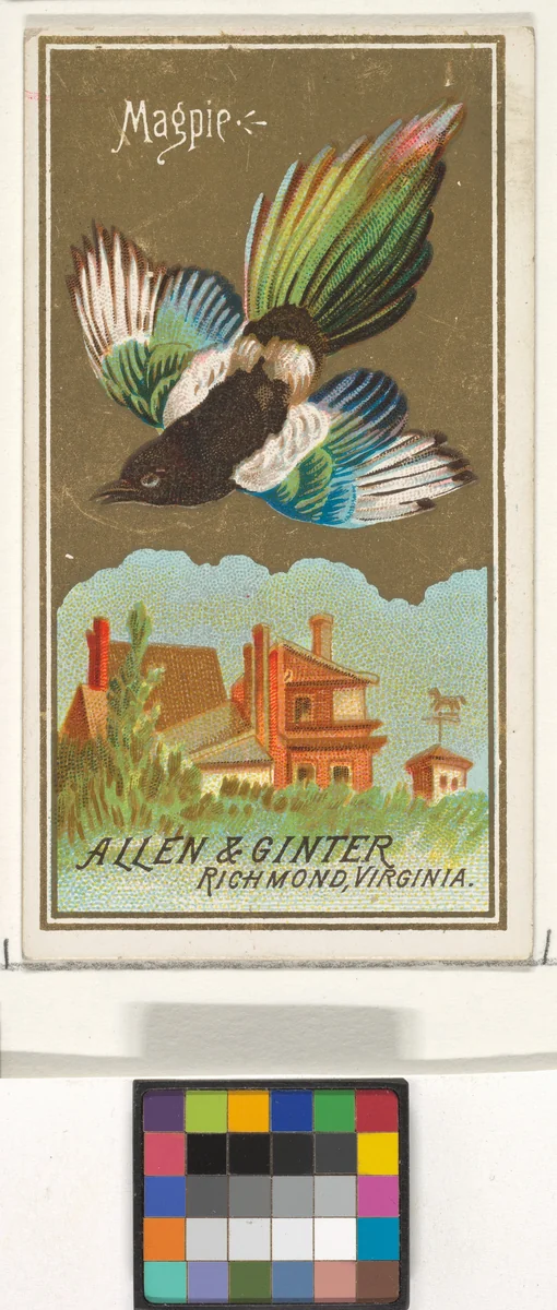 Magpie, from the Birds of America series (N4) for Allen & Ginter Cigarettes Brands by Allen & Ginter, print, 1888