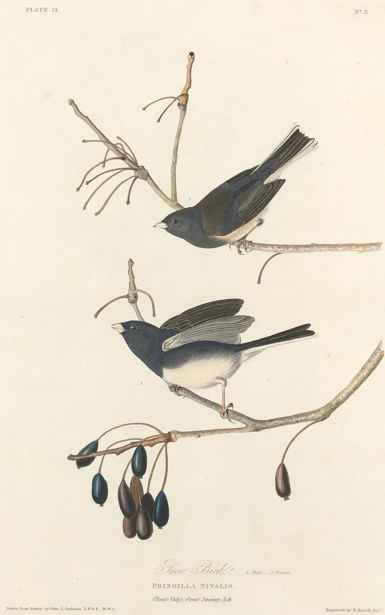 Snow-Bird by Robert Havell, Jr.; John James Audubon, print, 1827