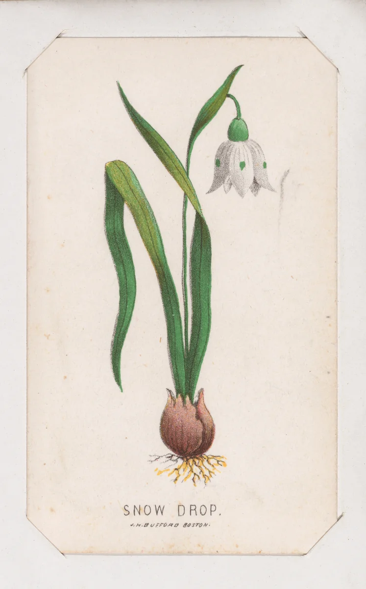 Snow Drop card from the Plant with Root series by Louis Prang & Co., print, 1862-1869