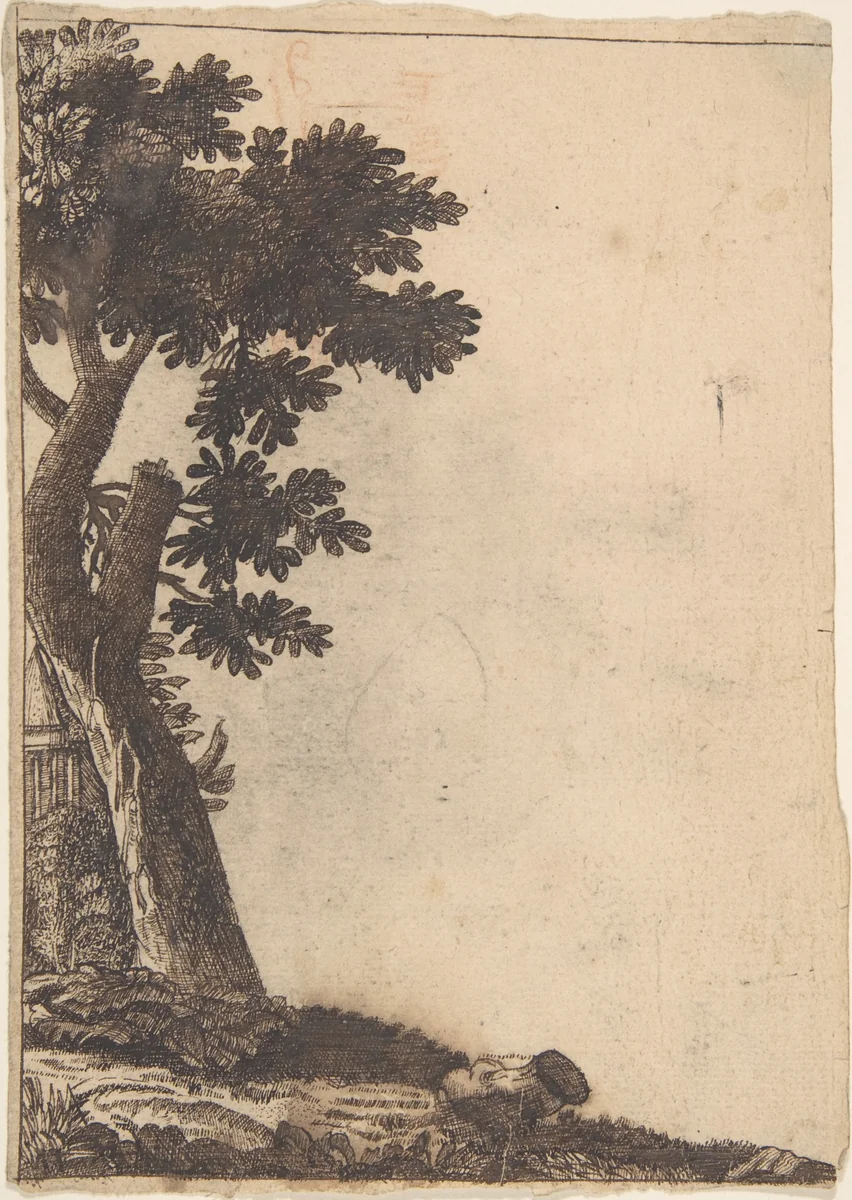Study of a Tree by anonymous, drawing, 1500-1599