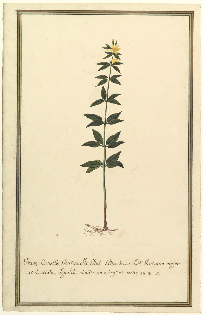 Botanical Study of a type of Yellow Gentian (genus Gentiana Major) (recto); Botanical Study of the Ascyrum Hypericoides (verso) by anonymous, drawing, 1820