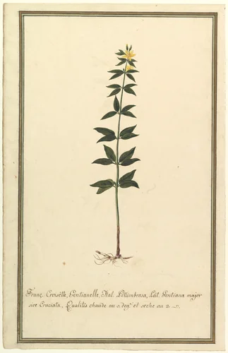 Botanical Study of a type of Yellow Gentian (genus Gentiana Major) (recto); Botanical Study of the Ascyrum Hypericoides (verso) by anonymous, drawing, 1820