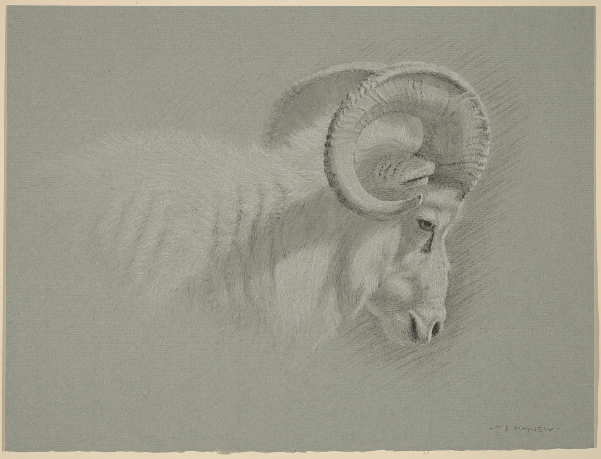 Head of a Dall Ram by Timothy David Mayhew, drawing, 2008