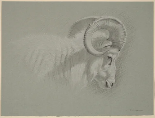 Head of a Dall Ram by Timothy David Mayhew, drawing, 2008