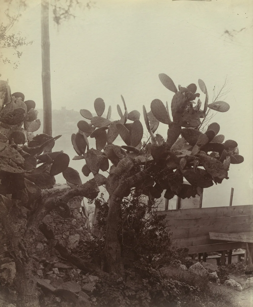 Nice -- Figuier de Barbarie by Eugène Atget, photograph, 1900