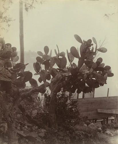 Nice -- Figuier de Barbarie by Eugène Atget, photograph, 1900