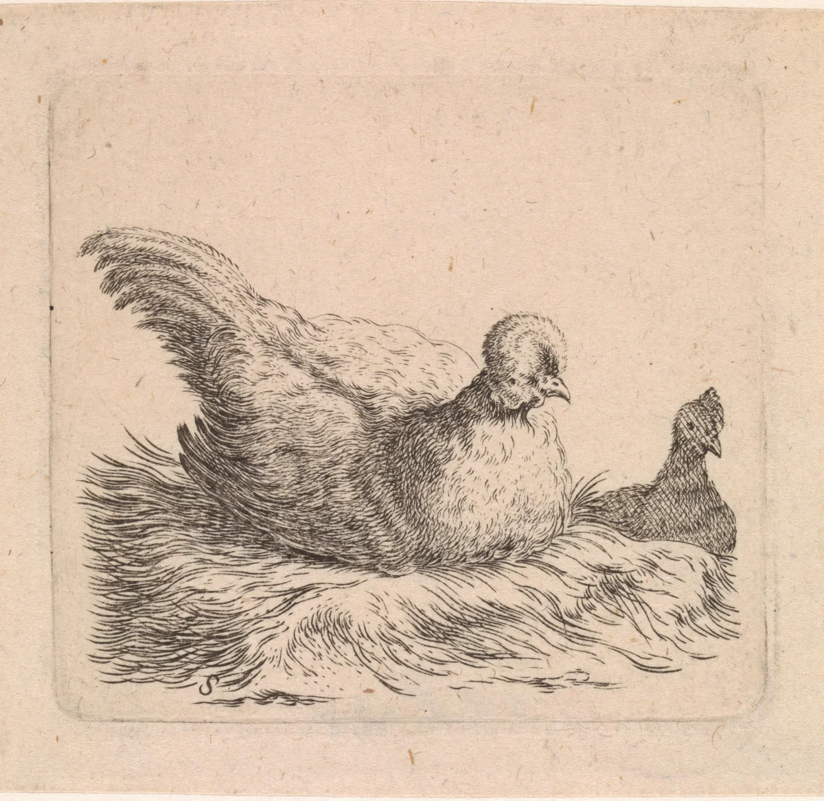 Twee kippen by Cornelis Saftleven, print, 1617-1681