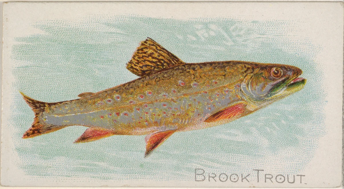 Brook Trout, from the Fish from American Waters series (N8) for Allen & Ginter Cigarettes Brands by Allen & Ginter, print, 1889