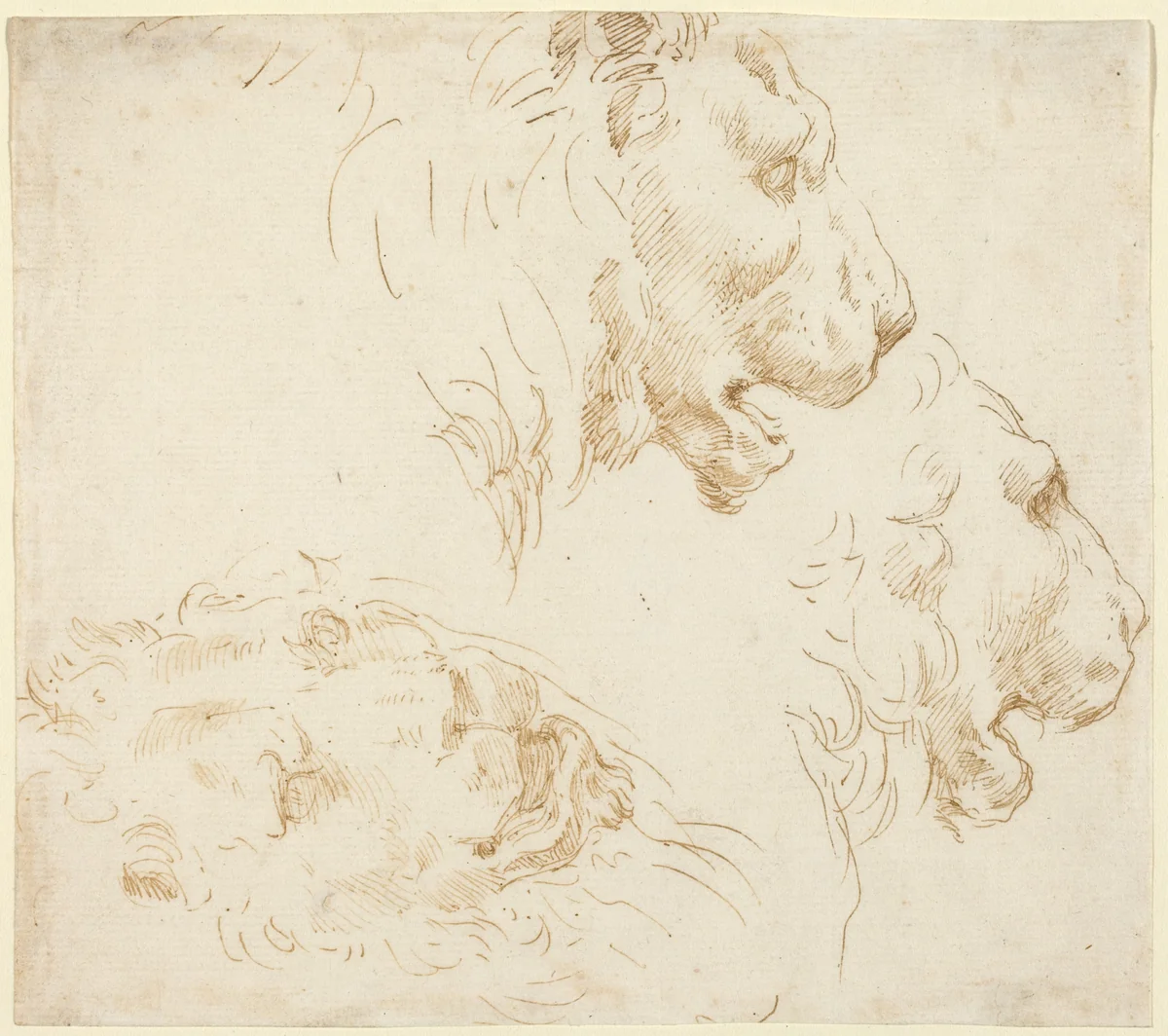 Studies of a Lion's Head by Stefano della Bella, drawing, 1610-1664