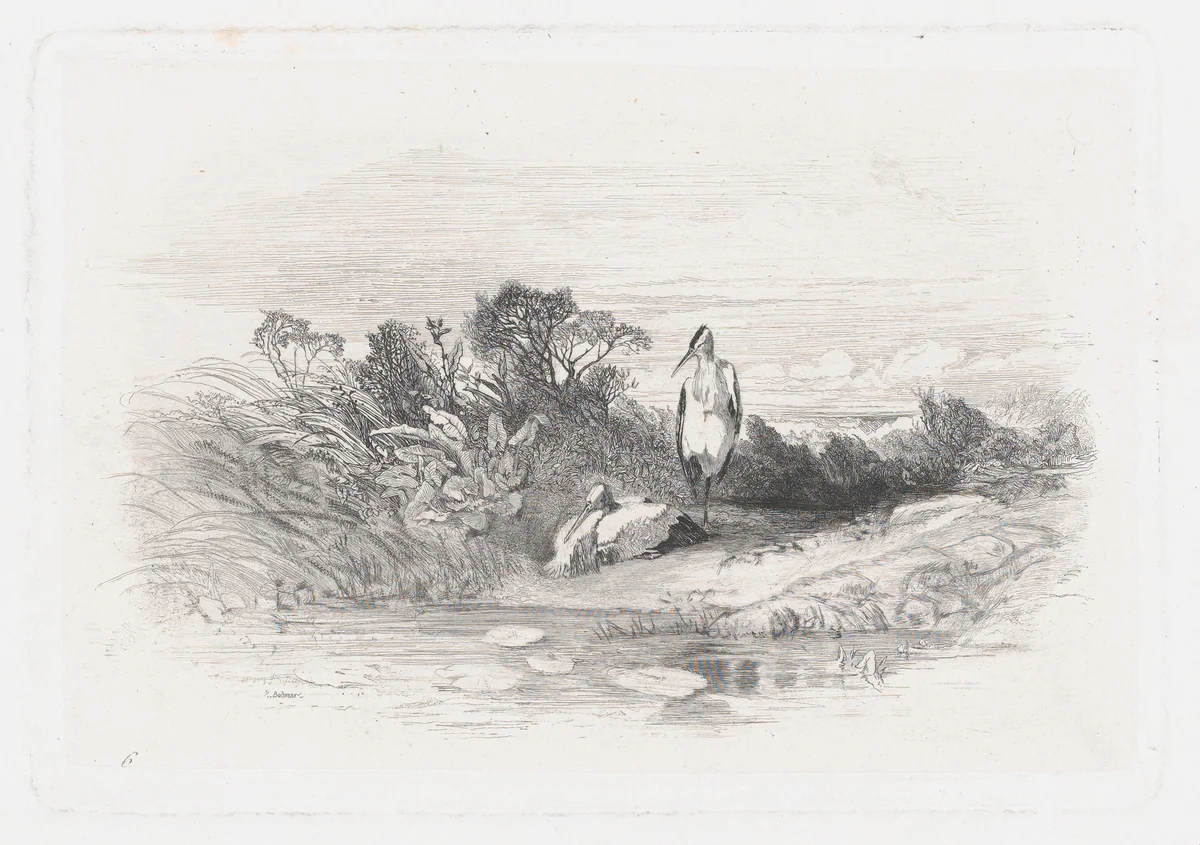 Two Herons by Karl Bodmer, print, 1855-1865