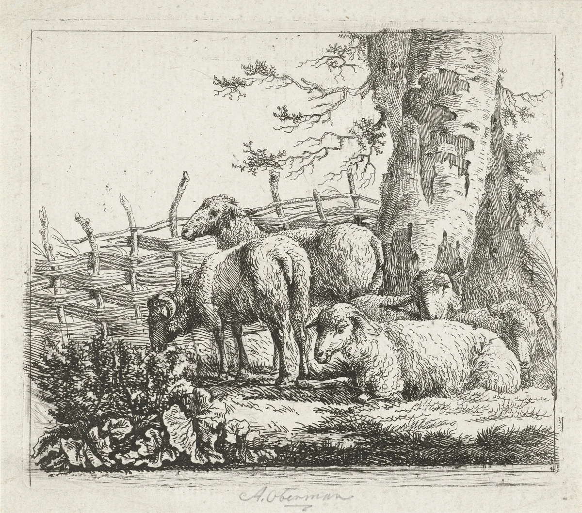 Schapen bij een gevlochten hek by Anthony Oberman, print, 1796-1845