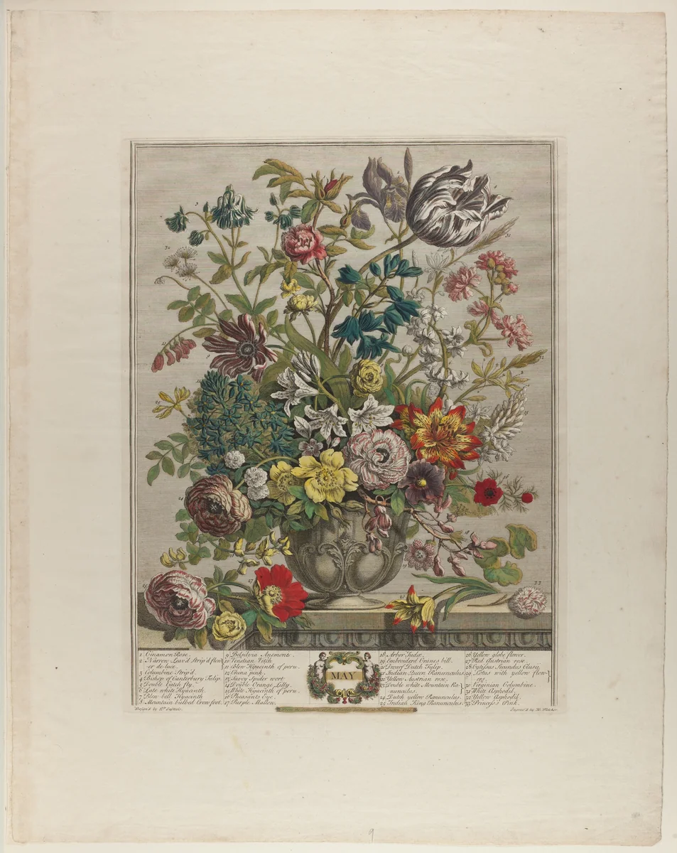 May, from Twelve Months of Flowers by Henry Fletcher
Peter Casteels III, print, 1730-1750