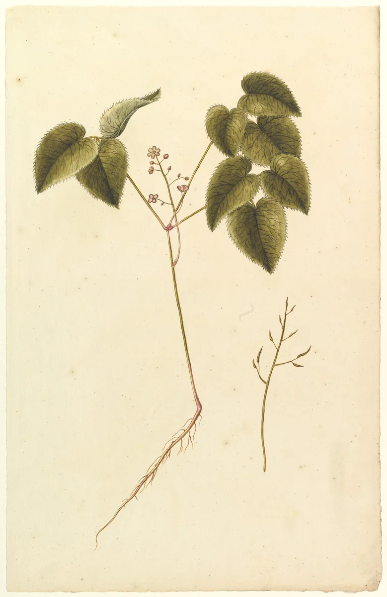 Flower Study by anonymous, drawing, 1815-1825