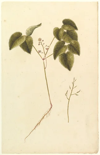 Flower Study by anonymous, drawing, 1815-1825