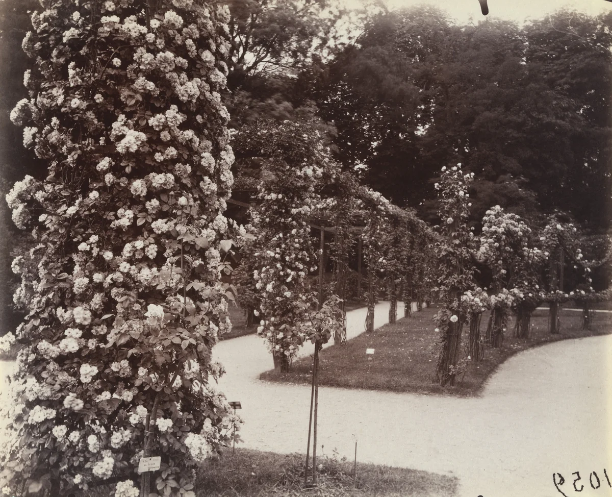 Roses, Parc de Bagatelle by Eugène Atget, photograph, 1921