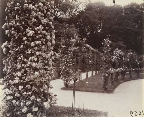 Roses, Parc de Bagatelle by Eugène Atget, photograph, 1921