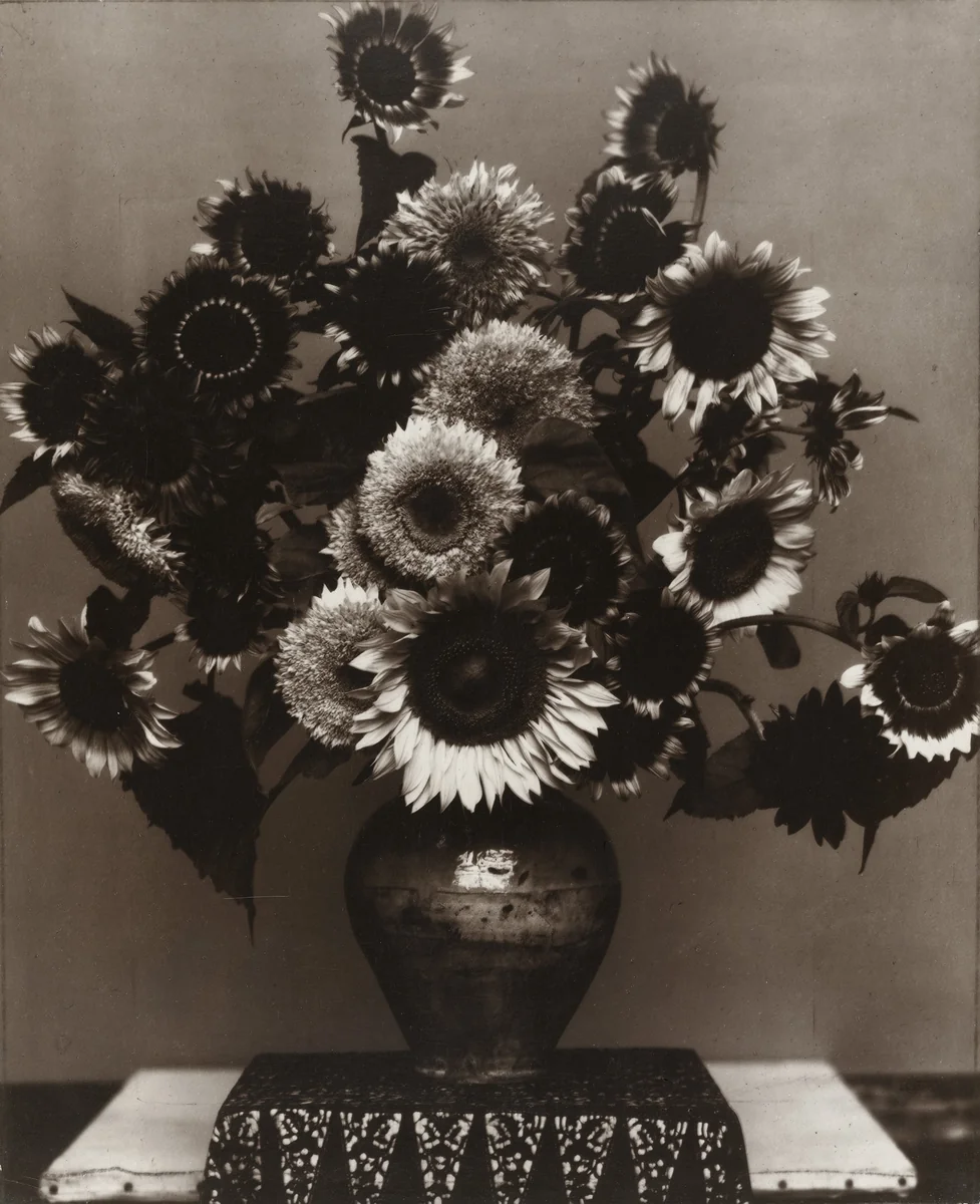 Sunflowers from Seed to Seed by Edward Steichen, photograph, 1920
