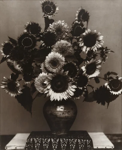 Sunflowers from Seed to Seed by Edward Steichen, photograph, 1920
