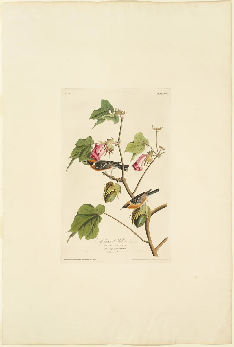 Male Bay Breasted Warbler by Robert Havell, print, 1829