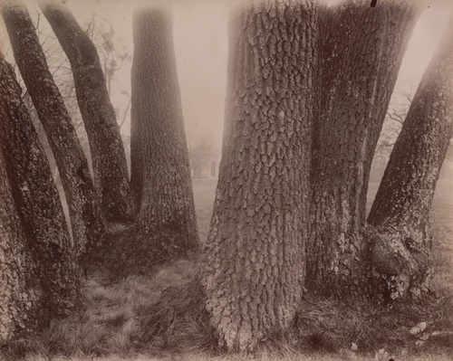 Bagatelle by Eugène Atget, photograph, 1910