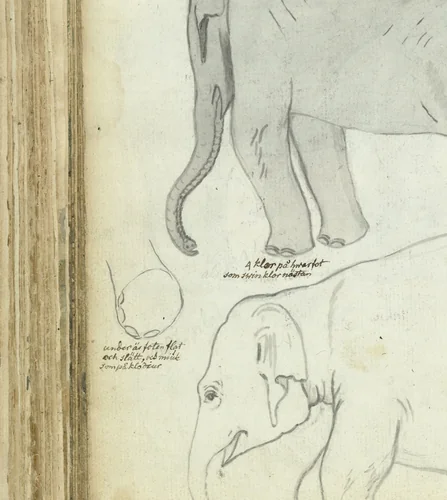 Jonge olifant by Jan Brandes, drawing, 1785